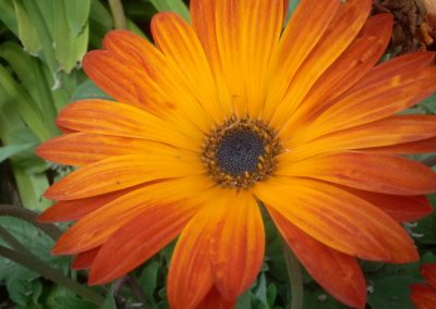 Gazania