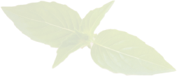 leaf 1